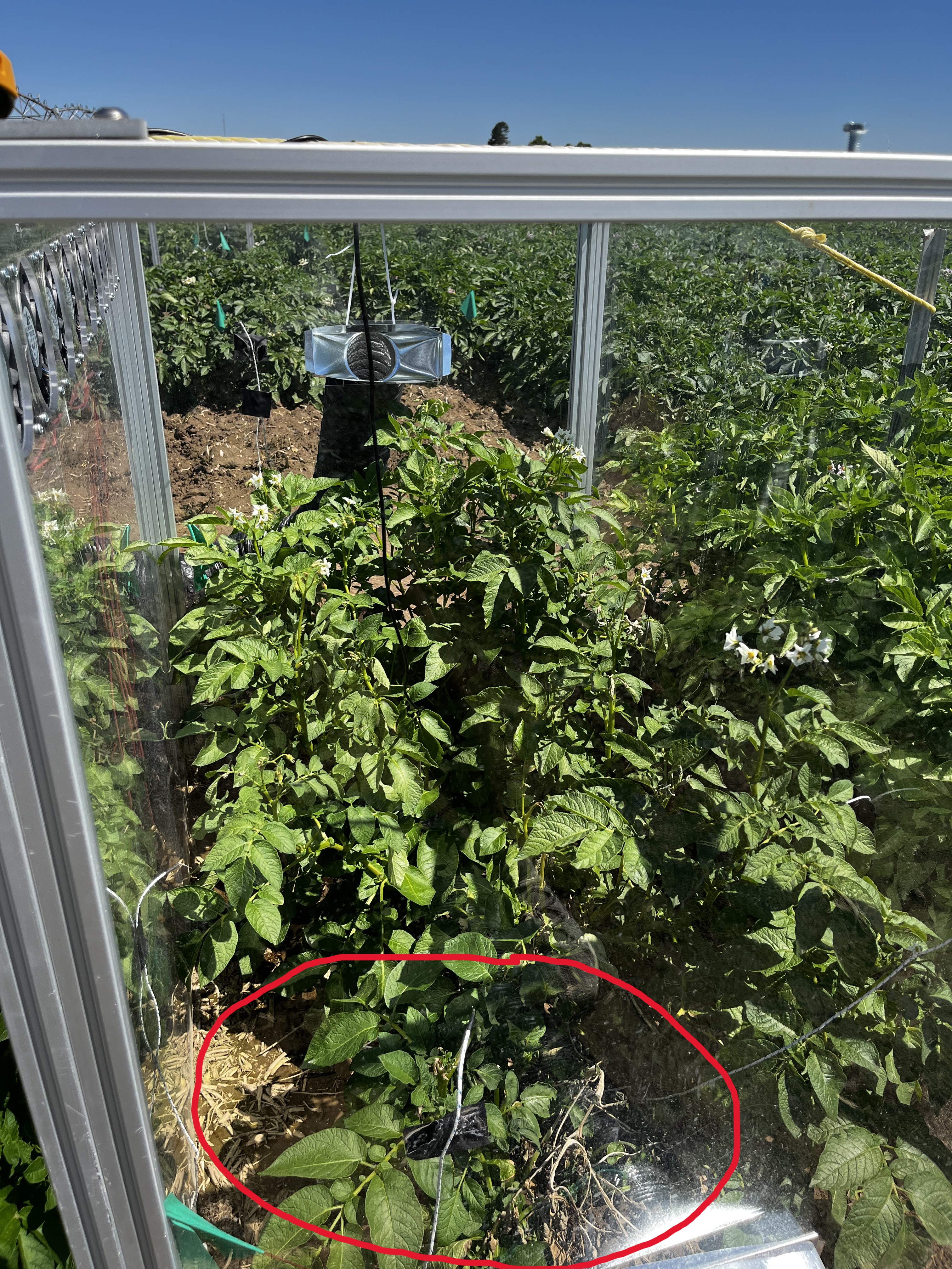 Temp Distribution Problem